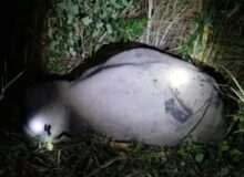 उत्तराखंड -रुद्रपुर-हल्दी के बीच ट्रेन की चपेट में आने से नर हाथी की दर्दनाक मौत.